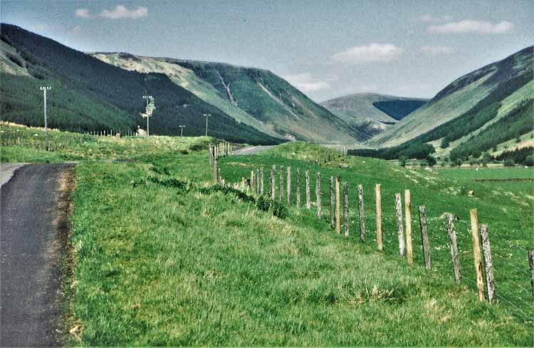 grey mares tail